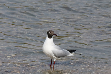 Lachmöwe am Ufer, Larus ridibundus 