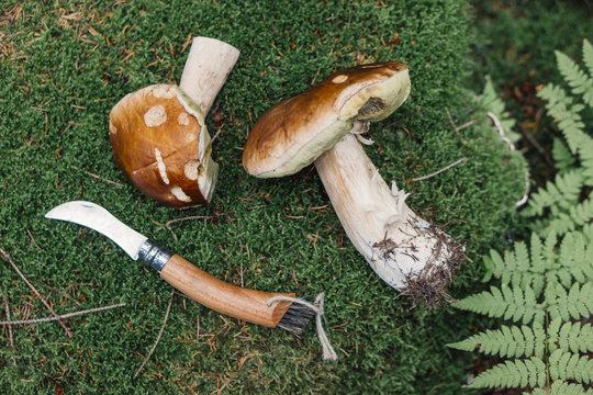 Food: wild edible mushrooms on moss, porcino, ceps