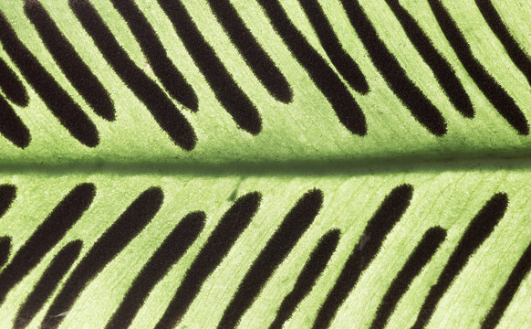 Macro photo of a fern leaf with spores