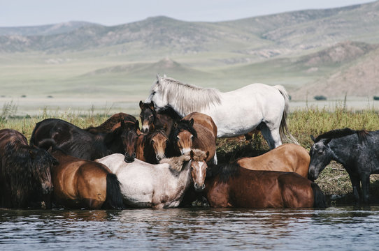 Wild Mongolian horses, Orkhon River, Mongolia.