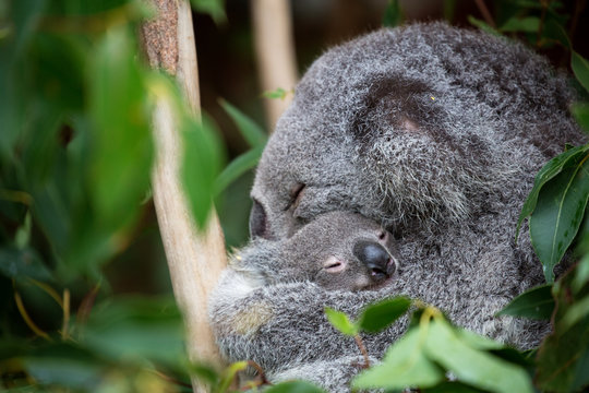 Mother koala cuddling her baby