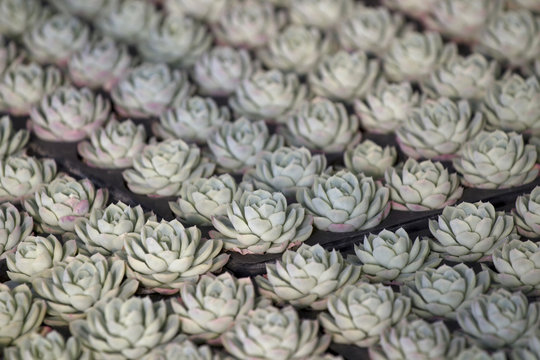 Succulents for sale