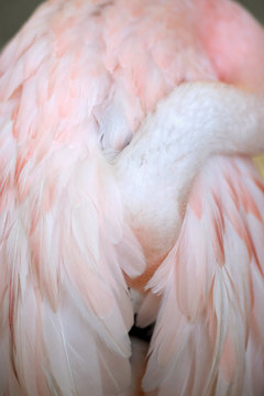 A Pink Flamingo With Its Head Buried In Its Feathers