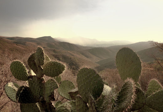 Hot, remote Mexican desert with cactus