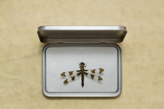 Dragonfly remains in a tin box