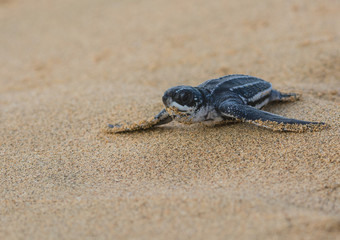 Leathernack Sea Turtle