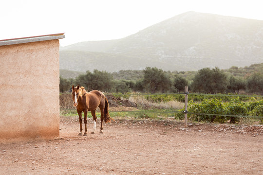 A horse at rest