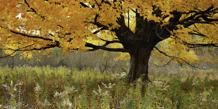 sugar maple (Acer saccharum) in autumn color, goldenrod (Solidago canadensis) gone to seed