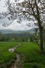 A muddy creek wends its way through a field on a farm in the Blue Ridge Mountains, shrouded in mist...