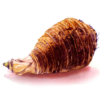 Fresh Whole Taro Root, Isolated, Watercolor Illustration On White