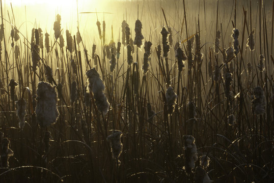 cattails (typha latifolia) at sunrise around a wetland marsh in Indiana