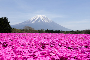Pink moss in shibazakura festival2017