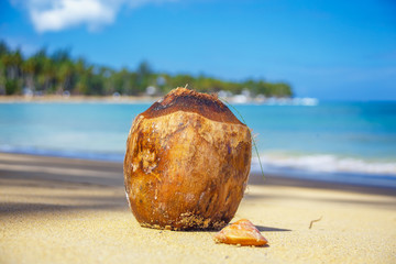 Coconut on the beach