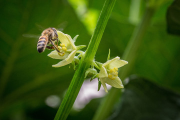 Abeja_colectado_polen_34