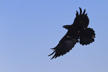 mystical black raven flying through the sky