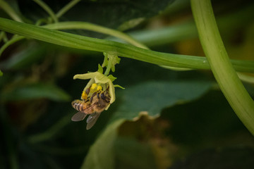 Abeja_colectado_polen_030