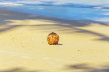 Coconut on the beach