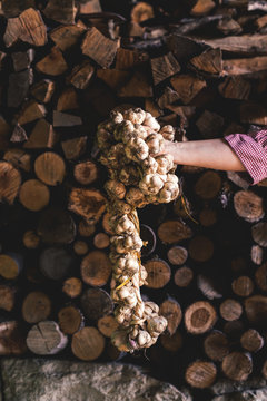 Gardening: female hand holding a garlic braid