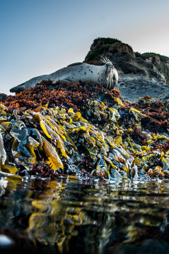Pacific Harbour seal on Rocks
