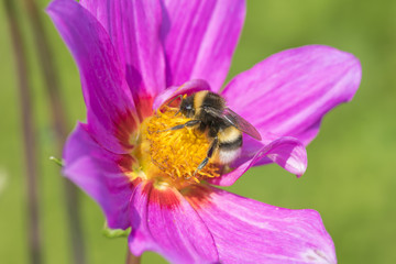Hummel auf Blume © Holund