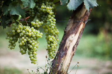 White Wine Grapes In Vineyard in Liguria, Italy