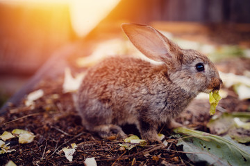 Little rabbit on the grass farm of pets. Sunset. concept is a garden pest, rodent.
