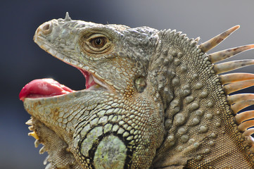 Obraz premium iguana in the zoo