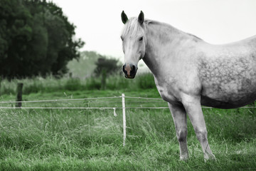 Obraz na płótnie Canvas Horse on a pasture