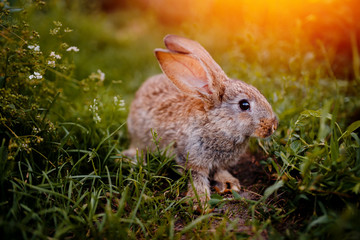 Little rabbit on the grass farm of pets. Sunset. concept is a garden pest, rodent.