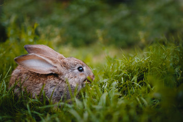 Little rabbit on the grass farm of pets. Sunset. concept is a garden pest, rodent.