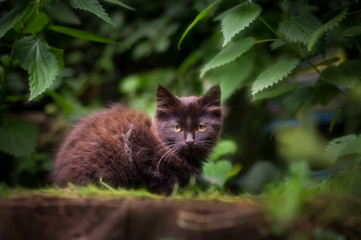 Chat en extérieur - Outdoor Cat
