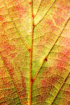 Macro photo of autumn leaf