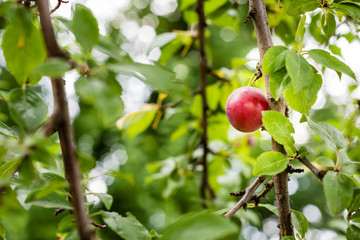Tasty looking red ripe plum