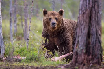 Deurstickers Bear © Janne