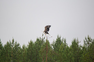 White-tailed eagle in tree