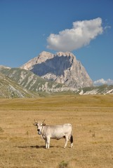 Obraz premium Mucche al pascolo - Piana di Campo Imperatore - Gran Sasso - Corno Grande - L'Aquila, Abruzzo - Italia