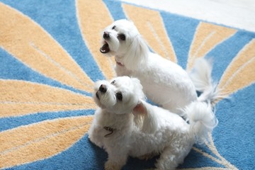 two maltese dogs in the house