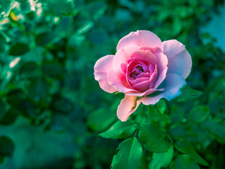 One beautiful pink rose in the garden with  a green blurred background..