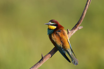 Obraz premium Bee eater on the branch
