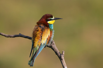 Bee eater on the branch
