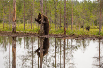 Bear whisperiing