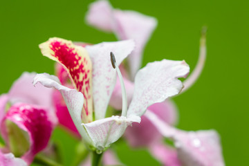 orchid tree bloom