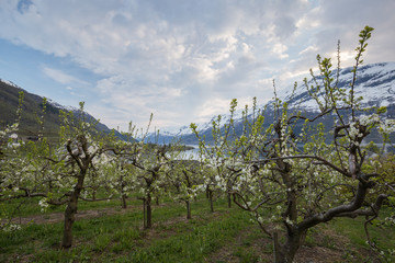 Orchard in Lofthus, Hardanger region of Hordaland, Norway