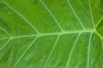 green leaf texture and green leaves texture