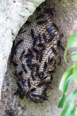 Warrior wasp - Synoeca septentrionalis
