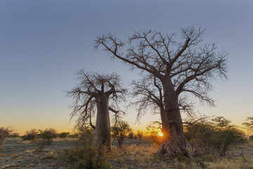Fototapeta na wymiar Sun starburst at two boabab trees