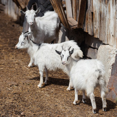 Fototapeta premium White domestic goats on a farm, livestock