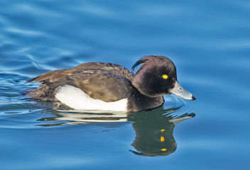 Fototapeta premium The tufted duck (Aythya fuligula) portrait with water reflection..Beautiful soft sunlight.