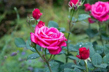 Classic English tea rose in the rain