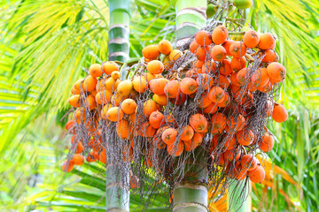 The Areca catechu are popular for chewing throughout some Asian countries. Nuts contains alkaloids...
